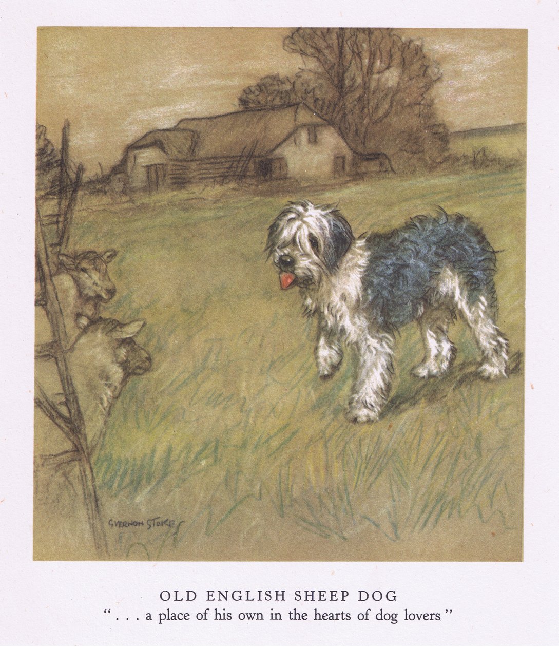 Old English Sheepdog (färglitografi) av George Vernon Stokes