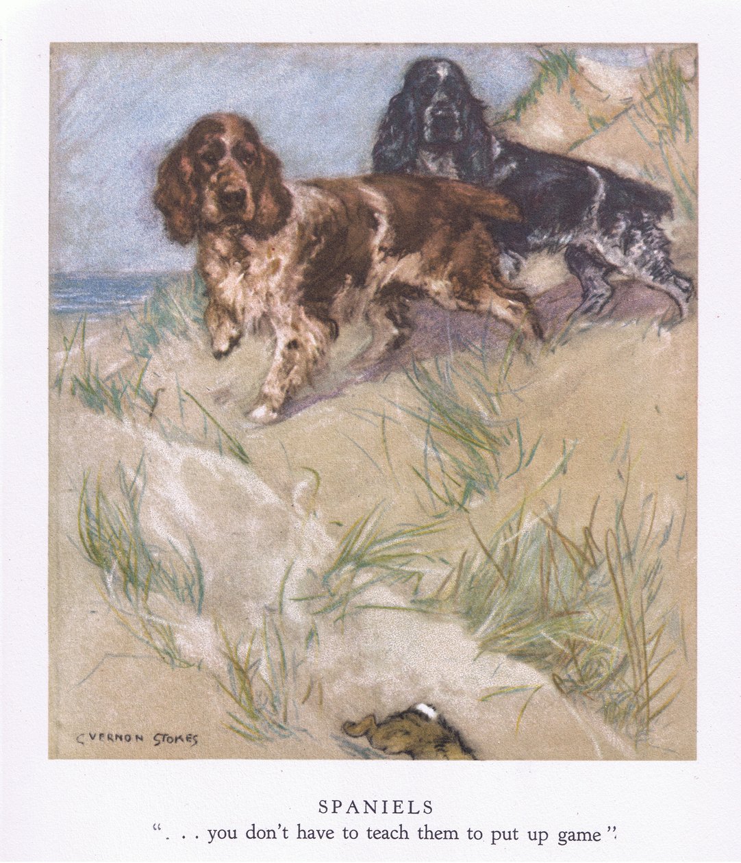 Spaniels (färglitografi) av George Vernon Stokes