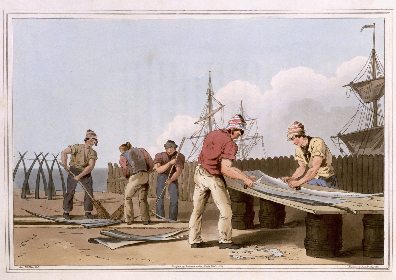 Whalebone Scrapers, graverade av Robert Havell den äldre, publicerade 1814 av Robinson and Son, Leeds av George Walker