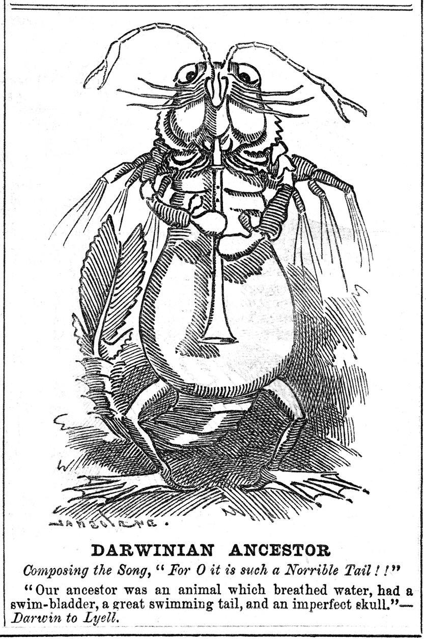 Darwinistisk förfader, 1887 av George du Maurier