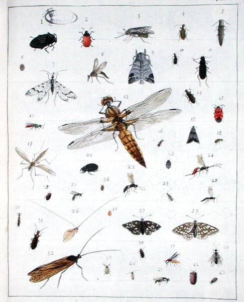 Olika insekter, tallrik III från 