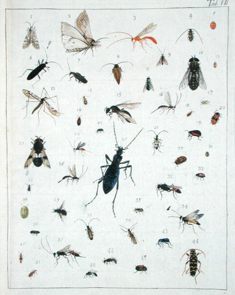 Olika insekter, tallrik VII från 