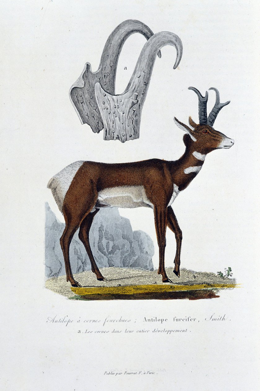 Naturhistorisk styrelse: Zoologisk styrelse som representerar den Spanked Antilope; Furcifer Antilope, Smith. a. Hornen i hela sin utveckling - i "" Complete Works of Buffon"" av naturforskaren Georges Louis Leclerc, greve av Buffon (1707 - 1788). Gravyr f av Georges Louis Leclerc