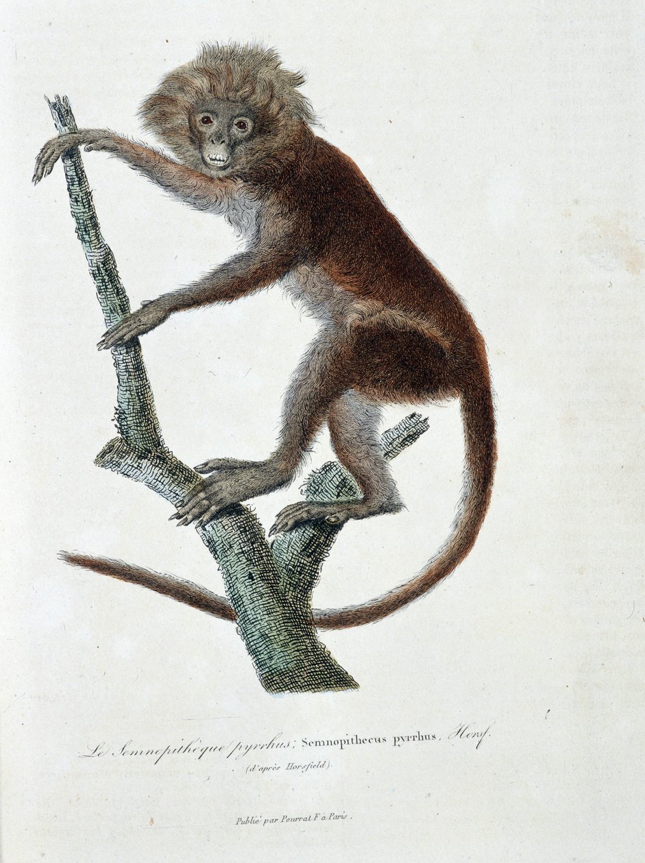 Naturhistorisk skylt: Zoologisk skylt föreställande Semnopitheque pyrrhus; Semnopithecus pyrrhus (från Horsfield) - i "" Completely Works of Buffon" av naturforskaren Georges Louis Leclerc, greve av Buffon (1707 - 1788). Gravyr från 1837. av Georges Louis Leclerc