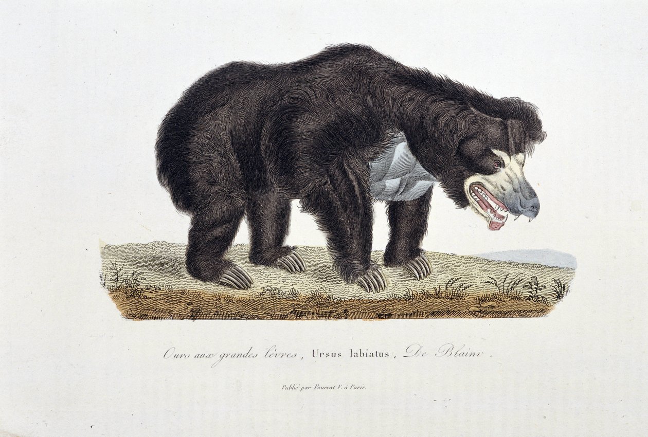 Naturhistorisk skylt: Zoologisk skylt som visar björnen med stora läppar, Ursus labiatus, De Blaini - i "" Completes of Buffon"" av naturforskaren Georges Louis Leclerc, greve av Buffon (1707 - 1788). Gravyr från 1837. av Georges Louis Leclerc
