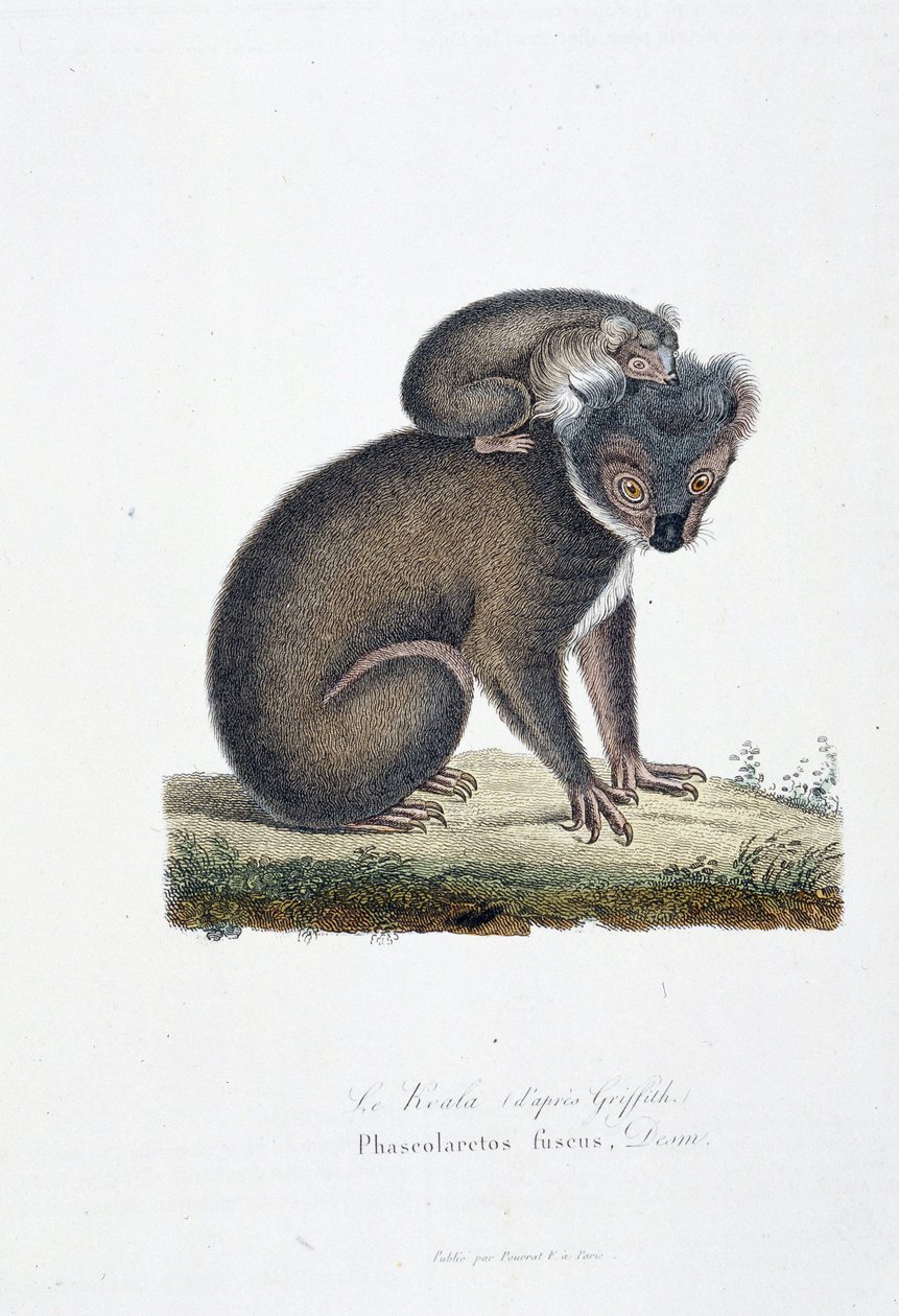 Naturhistorisk skylt: Zoologisk styrelse som representerar Koala (efter Griffith), Phascolarctos Fuscus - i "" Completes of Buffon"" av naturforskaren Georges Louis Leclerc, greve av Buffon (1707 - 1788). Gravyr från 1837. av Georges Louis Leclerc