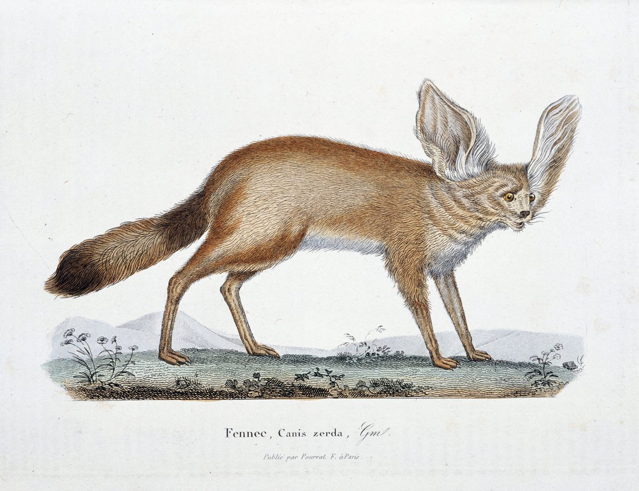 Naturhistorisk skylt: Zoologisk styrelse som representerar Le Fennec, Canis zerda - i "" Completes of Buffon"" av naturforskaren Georges Louis Leclerc, greve av Buffon (1707 - 1788). Gravyr från 1837. av Georges Louis Leclerc