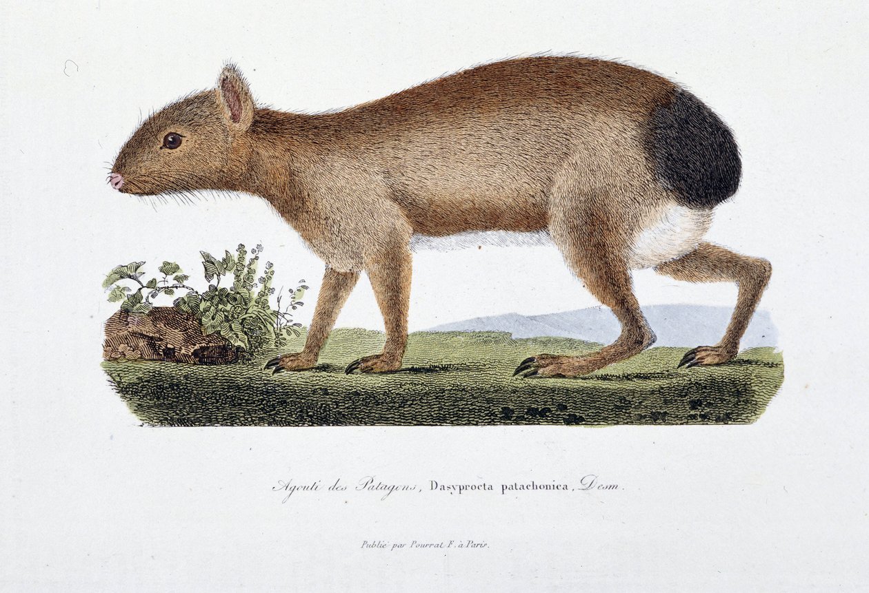 Naturhistorisk skylt: Zoologisk styrelse som representerar Agouti des Patagons, Dasyprocta patachonica - i "" Completely Works of Buffon"" av naturforskaren Georges Louis Leclerc, greve av Buffon (1707 - 1788). Gravyr från 1837. av Georges-Louis Leclerc