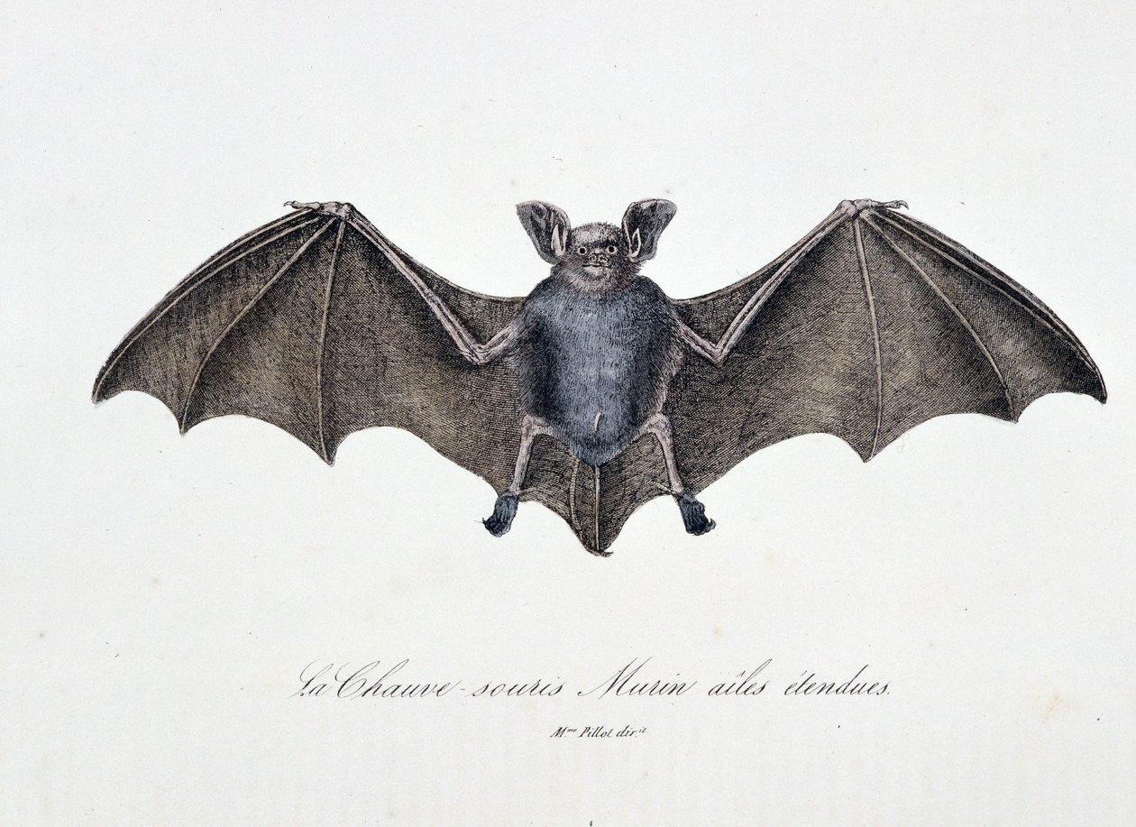 Naturhistorisk skylt: Zoologisk tavla som representerar Bat Murins förlängda vingar - i "" Works complete of Buffon"" av naturforskaren Georges Louis Leclerc, greve av Buffon (1707 - 1788). Gravyr från 1837. av Georges Louis Leclerc