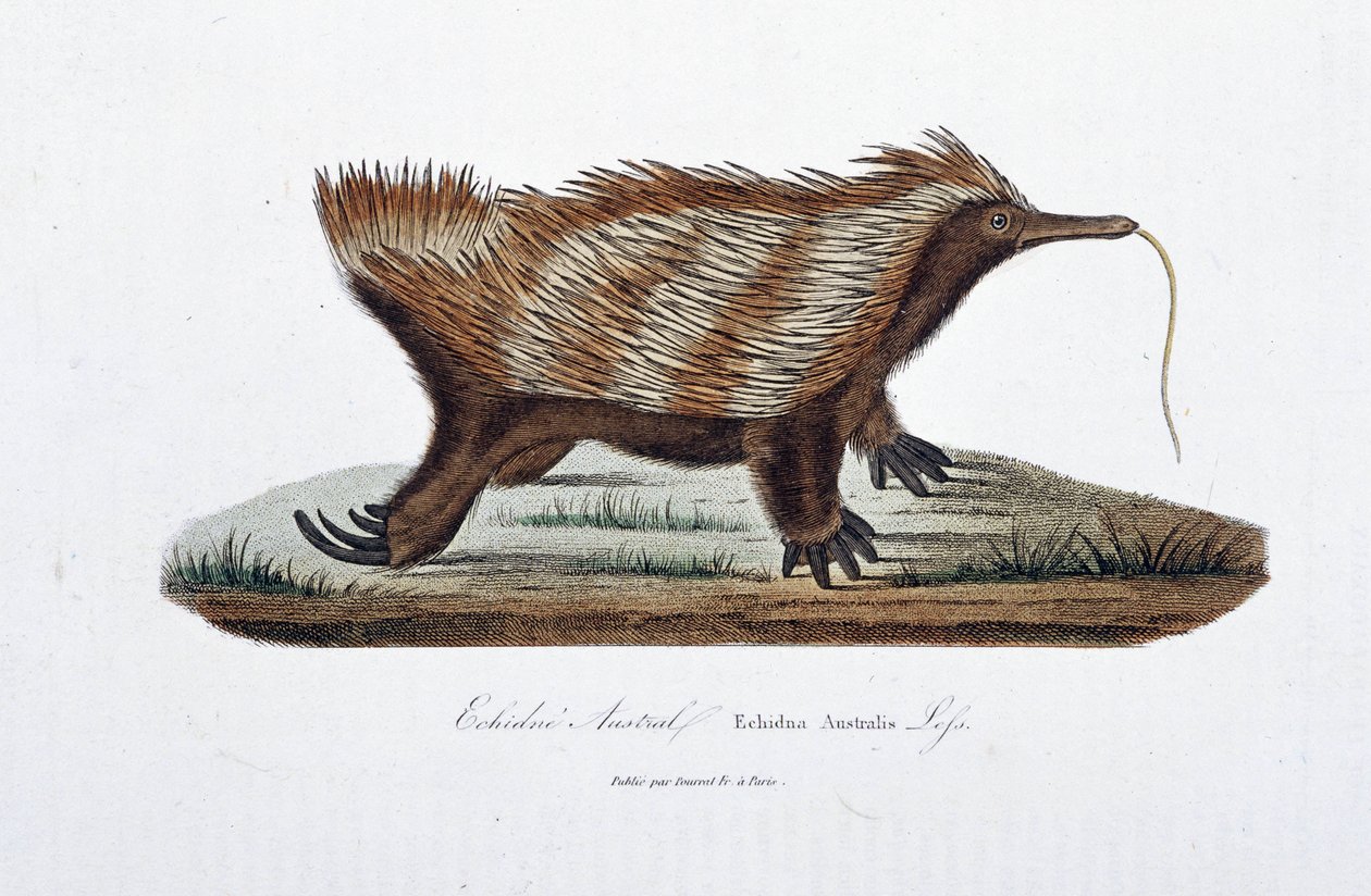 Naturhistorisk skylt: Zoologisk styrelse som representerar Echidne Australis (Echidna Australis) - i "Complete Works of Buffon" av naturforskaren Georges Louis Leclerc, greve av Buffon (1707 - 1788). Gravyr från 1837. av Georges Louis Leclerc