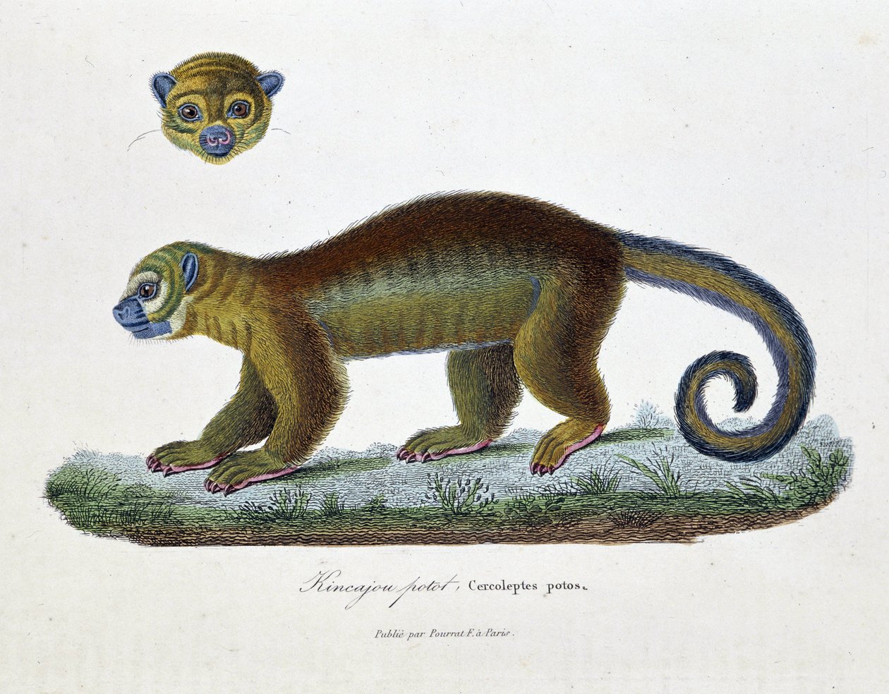 Naturhistorisk skylt: Zoologisk styrelse som representerar Kincajou Potot, Cercoleptes potos - i "" Works complete of Buffon"" av naturforskaren Georges Louis Leclerc, greve av Buffon (1707 - 1788). Gravyr från 1837. av Georges Louis Leclerc