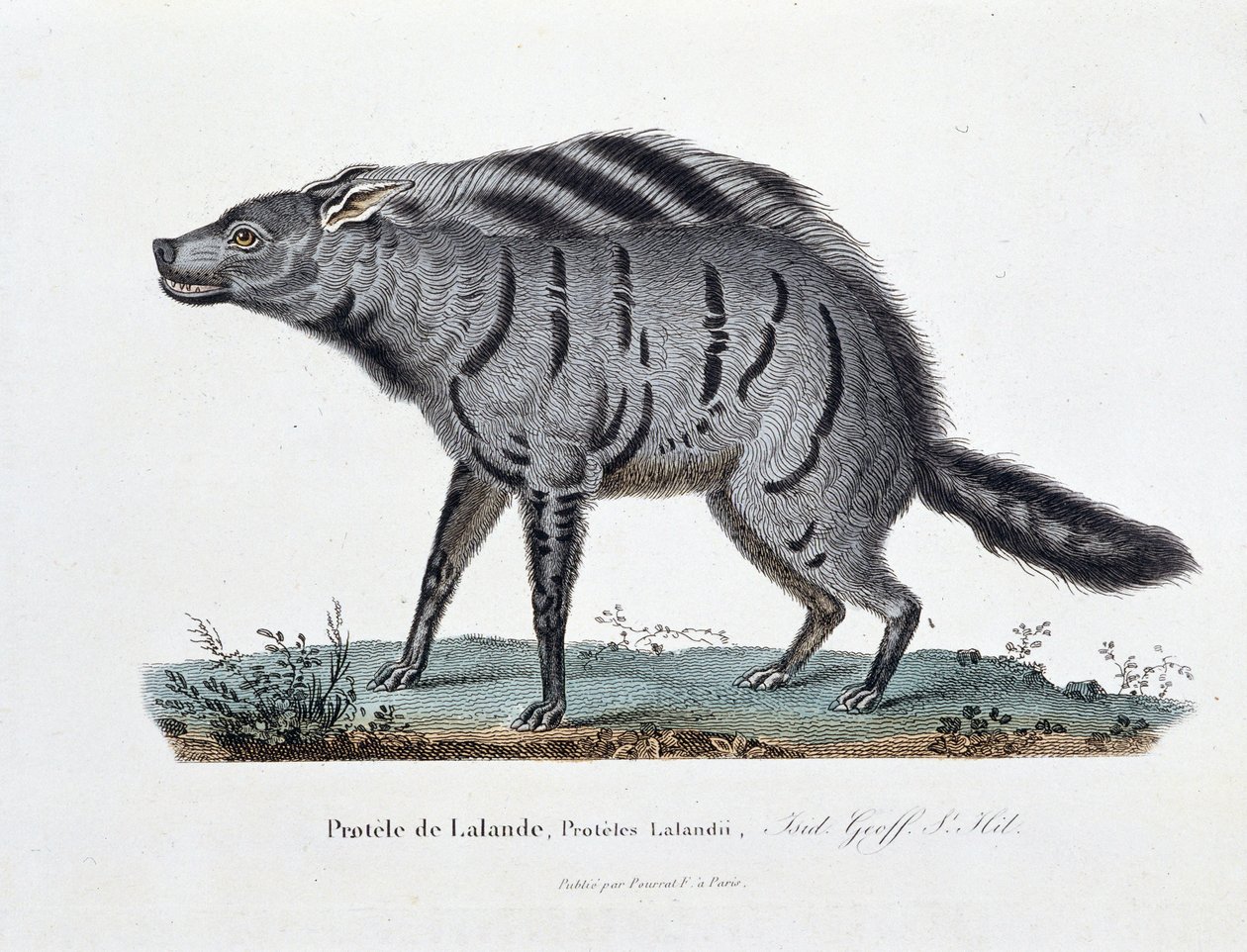 Naturhistorisk skylt: Zoologisk styrelse som representerar Protele de Lalande, Proteles Lalandii - i "" Completely Works of Buffon"" av naturforskaren Georges Louis Leclerc, greve av Buffon (1707 - 1788). Gravyr från 1837. av Georges Louis Leclerc