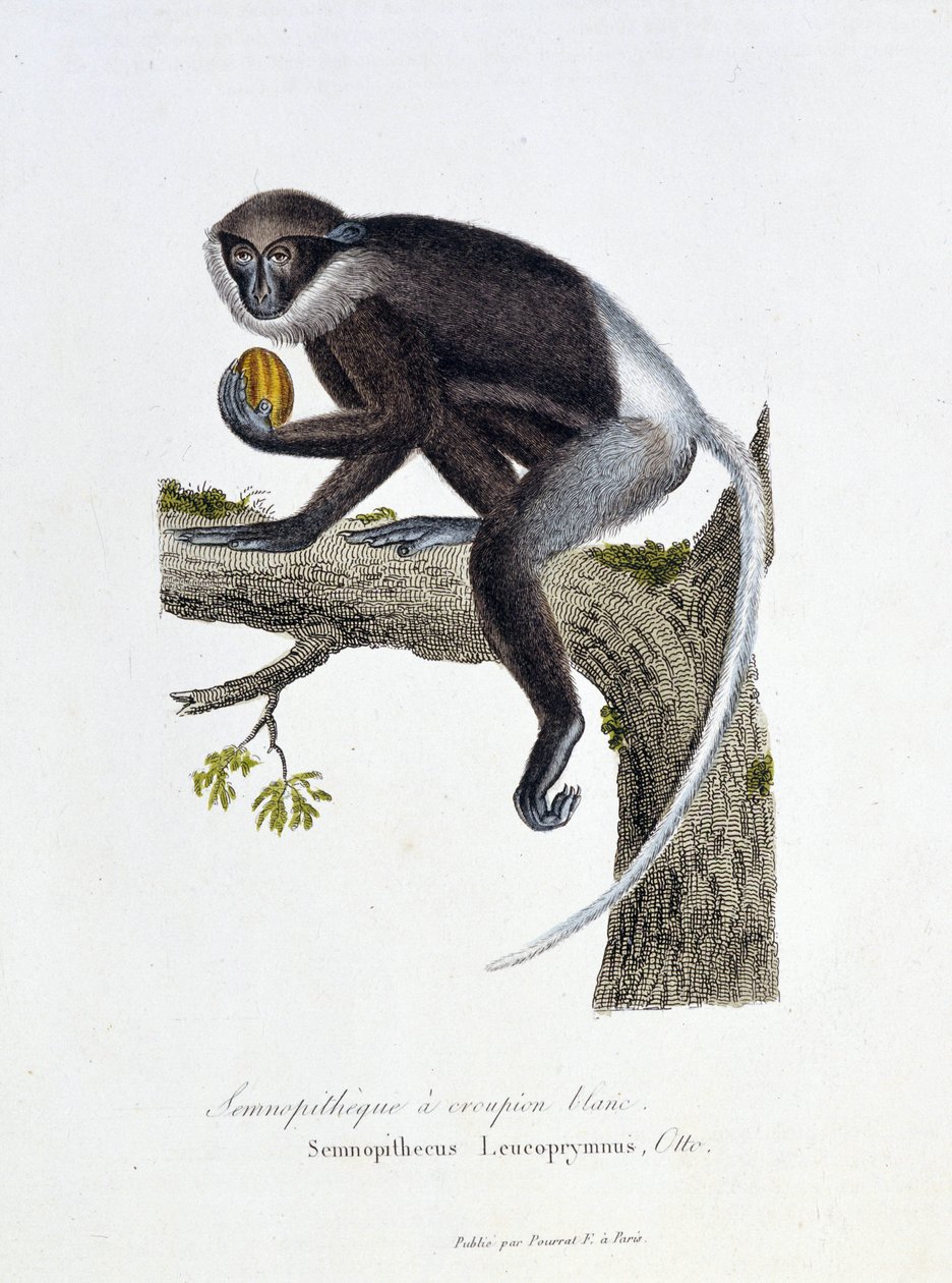 Naturhistorisk skylt: Zoologisk styrelse som representerar White Rump Semnopitheque, Semnopithecus Leucoprymnus, Otto - i "" Completes of Buffon"" av naturforskaren Georges Louis Leclerc, greve av Buffon (1707 - 1788). Gravyr från 1837. av Georges Louis Leclerc