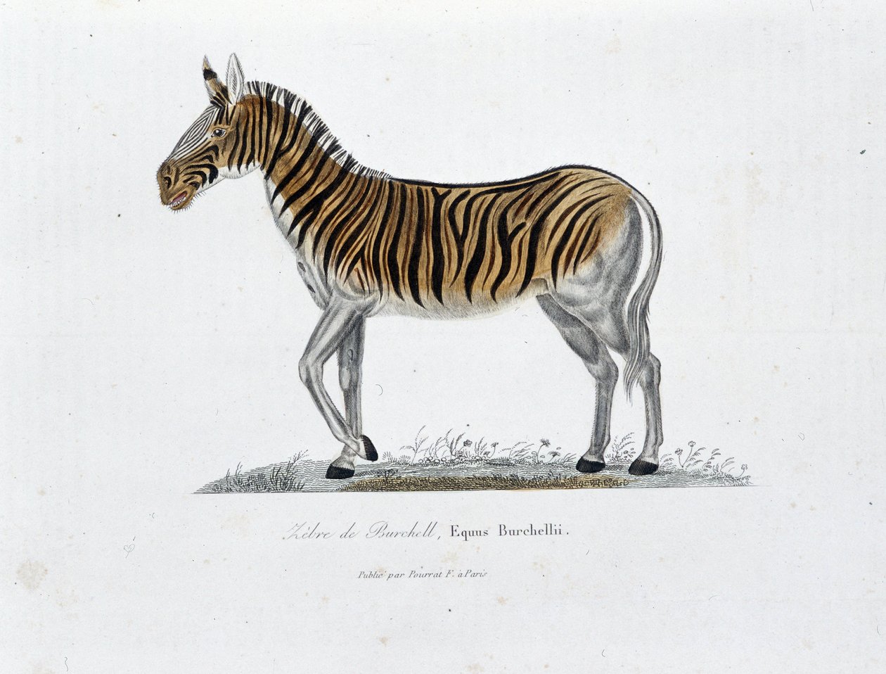 Naturhistorisk skylt: Zoologisk tavla som representerar Zebre of Burchell, Equus Burchellii - i "" Completely Works of Buffon"" av naturforskaren Georges Louis Leclerc, greve av Buffon (1707 - 1788). Gravyr från 1837. av Georges Louis Leclerc