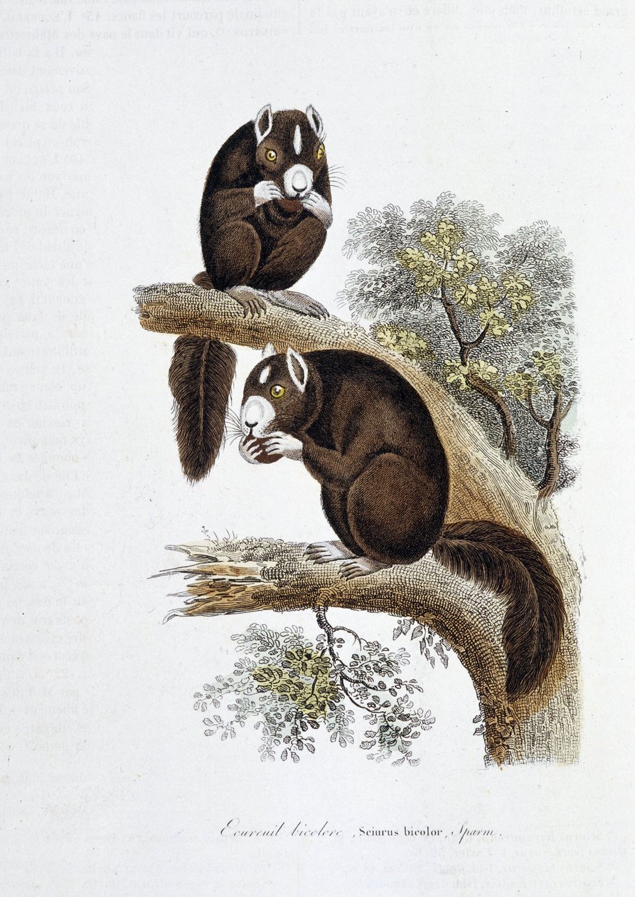 Naturhistorisk skylt: Zoologisk tavla som representerar den tvåfärgade ekorren (Sciurus bicolor) - i "" Works of Buffon"" av naturforskaren Georges Louis Leclerc, greve av Buffon (1707 - 1788). Gravyr från 1837. av Georges Louis Leclerc
