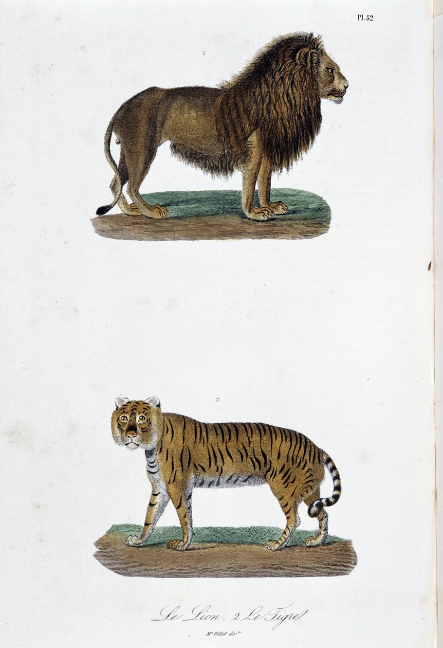 Natural History Plate: Zoologisk tavla som representerar lejonet och tigern - i "" Completes of Buffon"" av naturforskaren Georges Louis Leclerc, greve av Buffon (1707 - 1788). Gravyr från 1837. av Georges Louis Leclerc