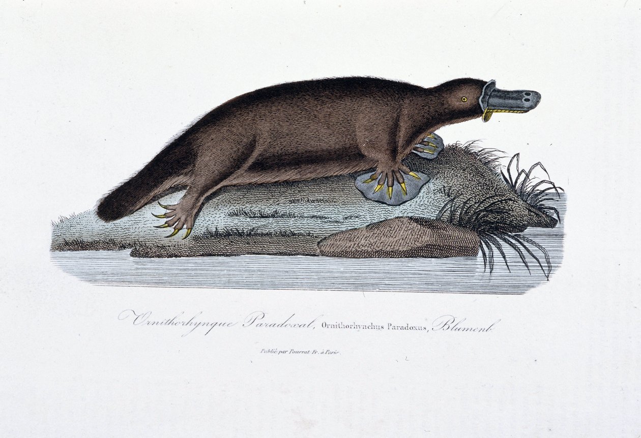 Naturhistorisk skylt: Zoologisk tavla som representerar ornithorync Paradoxal (Ornithorhynchus Paradoxux), Blumenb - i "" Works of Buffon" av naturforskaren Georges Louis Leclerc, greve av Buffon (1707 - 1788). Gravyr från 1837. av Georges Louis Leclerc