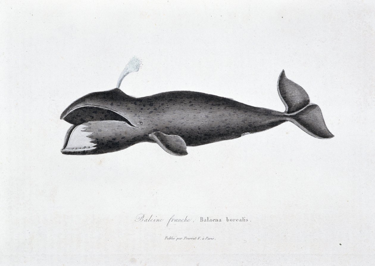 Naturhistorisk skylt: Zoologisk tavla som representerar högervalen, Balaena borealis - i "" Works of Buffon"" av naturforskaren Georges Louis Leclerc, greve av Buffon (1707 - 1788). Gravyr från 1837. av Georges Louis Leclerc