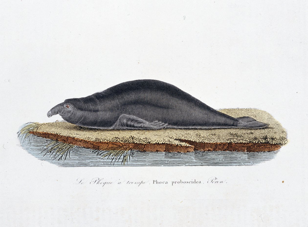 Naturhistorisk skylt: Zoologisk tavla som representerar sälen en trompe, Phoca proboscidea, Peron - i "" Completely Works of Buffon"" av naturforskaren Georges Louis Leclerc, greve av Buffon (1707 - 1788). Gravyr från 1837. av Georges Louis Leclerc
