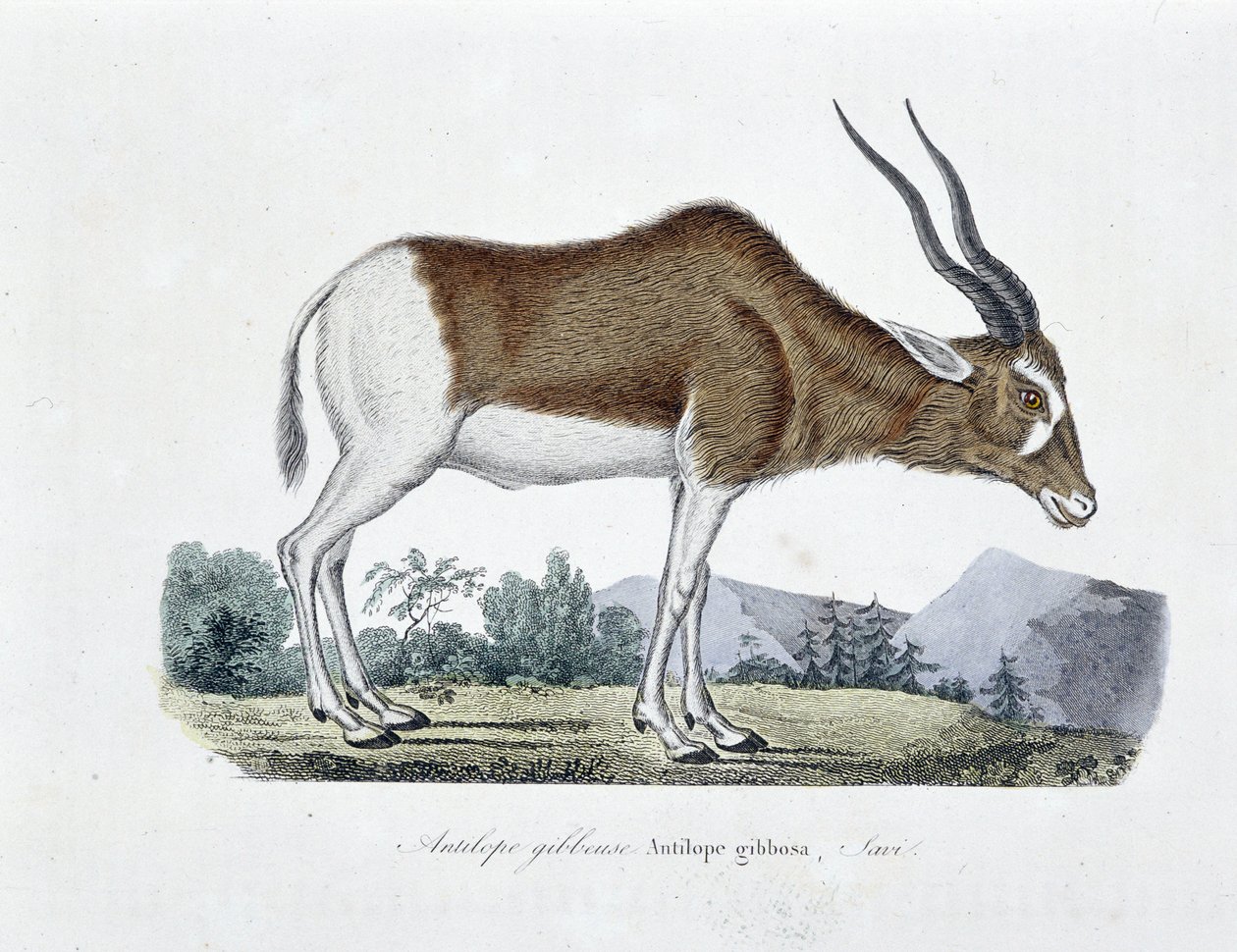 Naturhistorisk skylt: Zoologiskt diagram som visar Gibbous Antilope, Gibbosa Antilope, Savi - i "" Completely Works of Buffon"" av naturforskaren Georges Louis Leclerc, greve av Buffon (1707 - 1788). Gravyr från 1837. av Georges Louis Leclerc