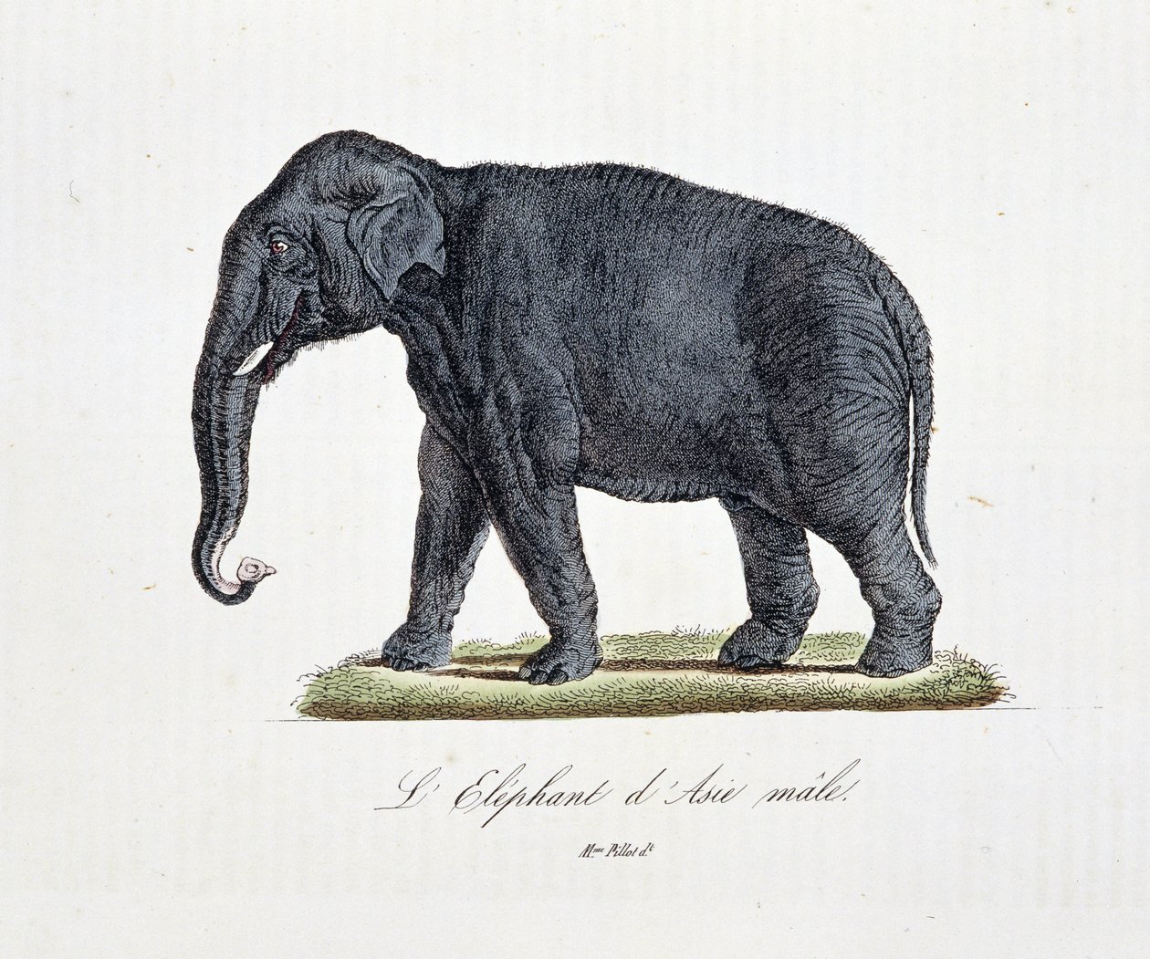 Naturhistorisk skylt: Zoologiskt diagram som visar L