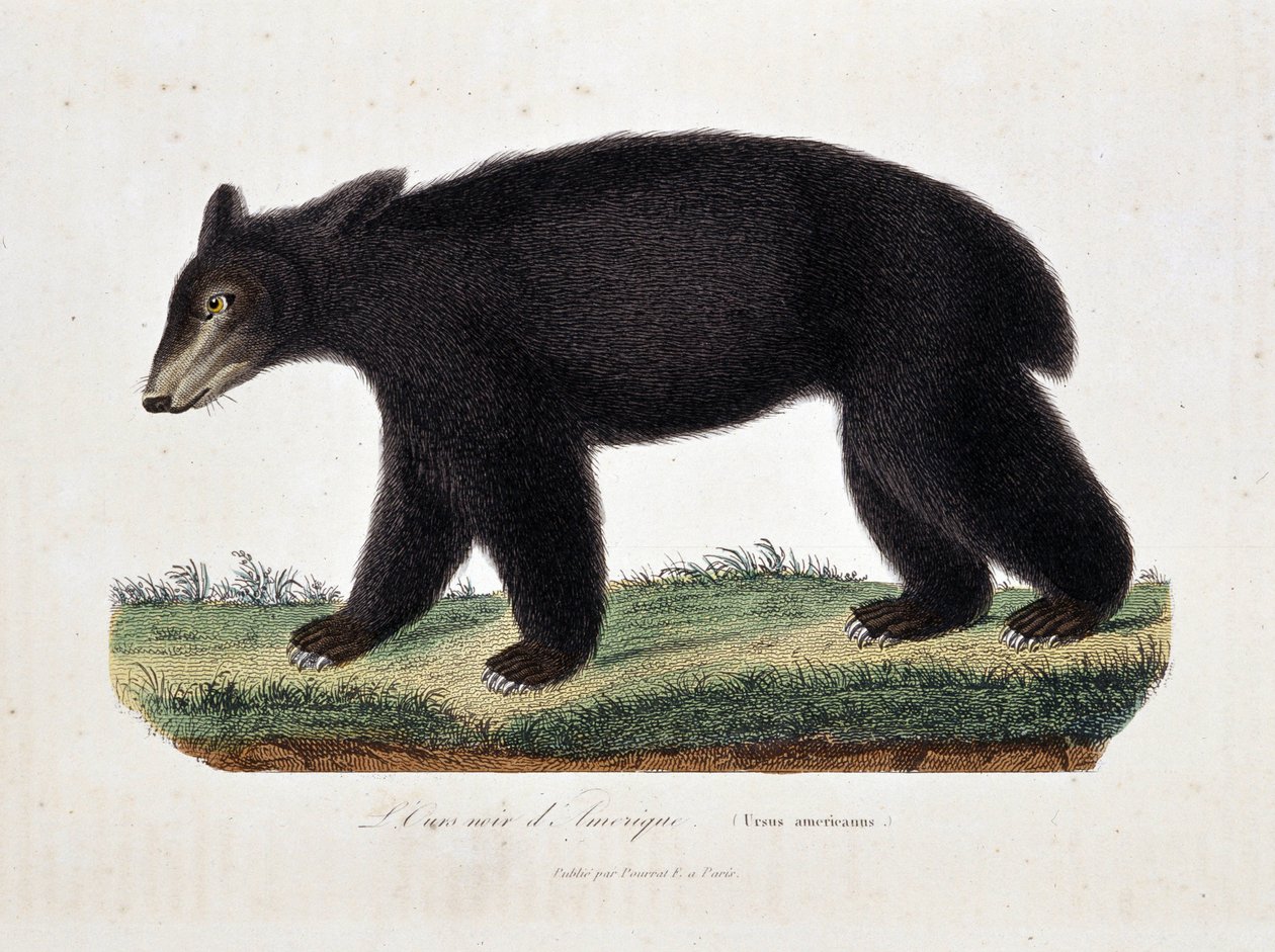 Naturhistorisk skylt: Zoologiskt diagram som visar The Black Bear of America (Ursus americanus) - i "" Works of Buffon" av naturforskaren Georges Louis Leclerc, greve av Buffon (1707 - 1788). Gravyr från 1837. av Georges Louis Leclerc