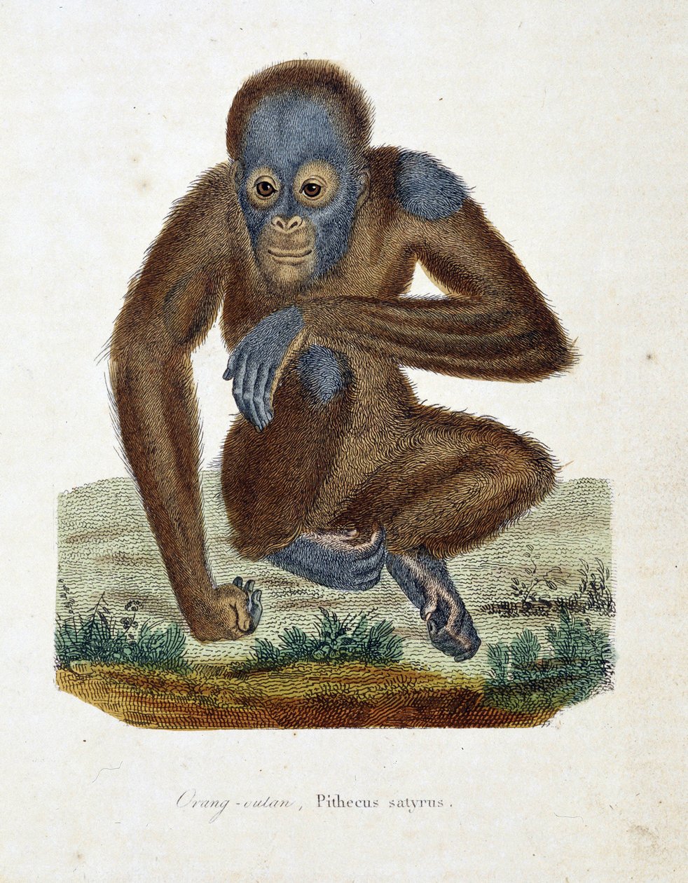 Naturhistorisk skylt: Zoologiskt diagram som visar Orang outan (orang outan, orang outang, orang outang), Pithecus satyrus - i "" Completes of Buffon" av naturforskaren Georges Louis Leclerc, greve av Buffon (1707 - 1788). Gravyr från 1837. av Georges Louis Leclerc