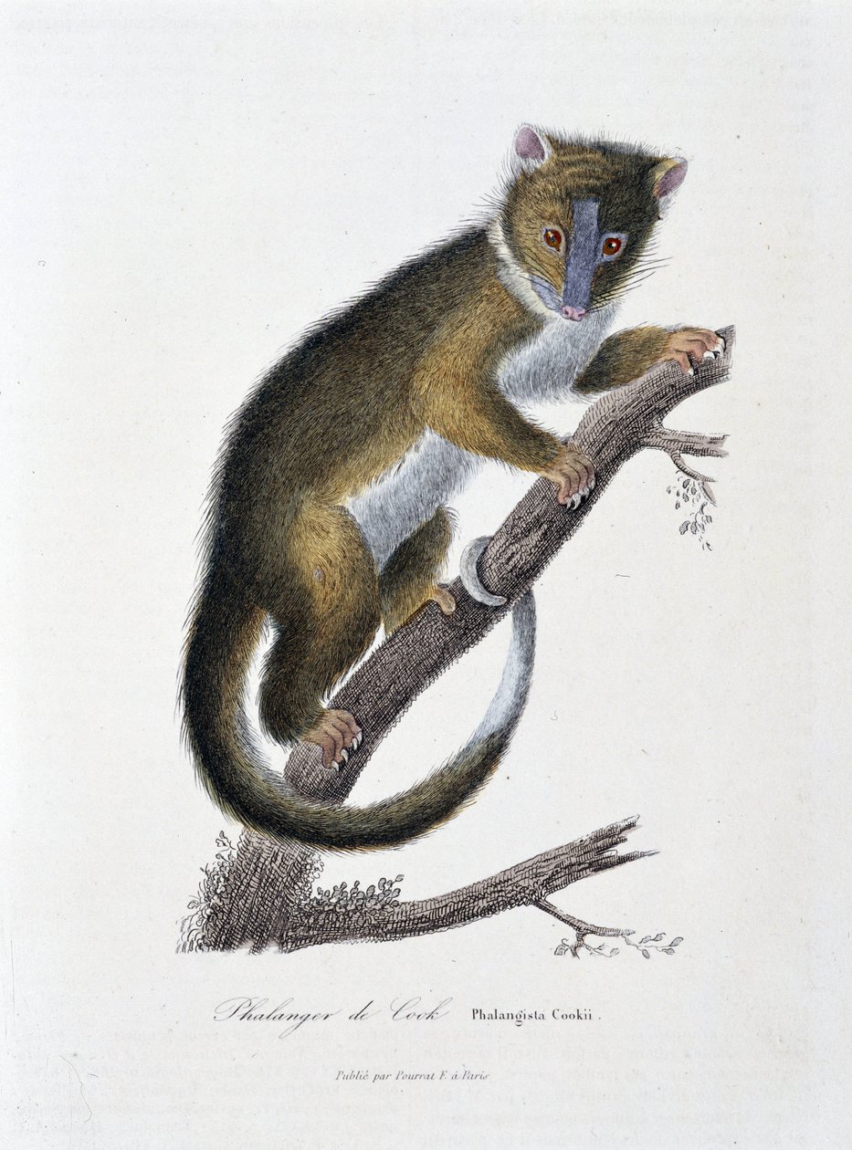 Naturhistorisk skylt: Zoologiskt diagram som visar Phalanger of Cook (Phalangista Cookii) - i "" Works of Buffon" av naturforskaren Georges Louis Leclerc, greve av Buffon (1707 - 1788). Gravyr från 1837. av Georges Louis Leclerc