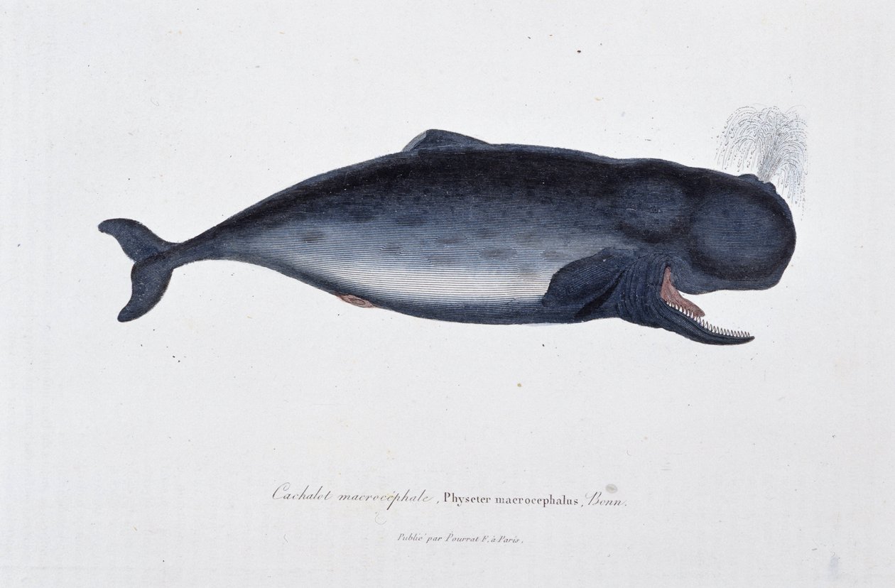 Naturhistorisk skylt: Zoologiskt diagram som visar den makrocefala kaskeloten, Physeter macrocephalus, Bonn - i "" Works of Buffon"" av naturforskaren Georges Louis Leclerc, greve av Buffon (1707 - 1788). Gravyr från 1837. av Georges Louis Leclerc