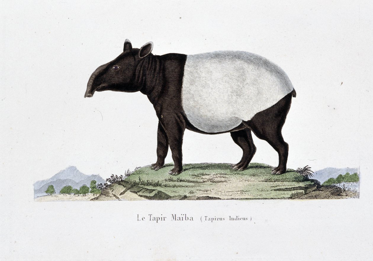 Naturhistorisk skylt: Zoologiskt diagram som representerar Le Tapir Maiba (Tapirus Indicus) - i "" Works of Buffon"" av naturforskaren Georges Louis Leclerc, greve av Buffon (1707 - 1788). Gravyr från 1837. av Georges Louis Leclerc