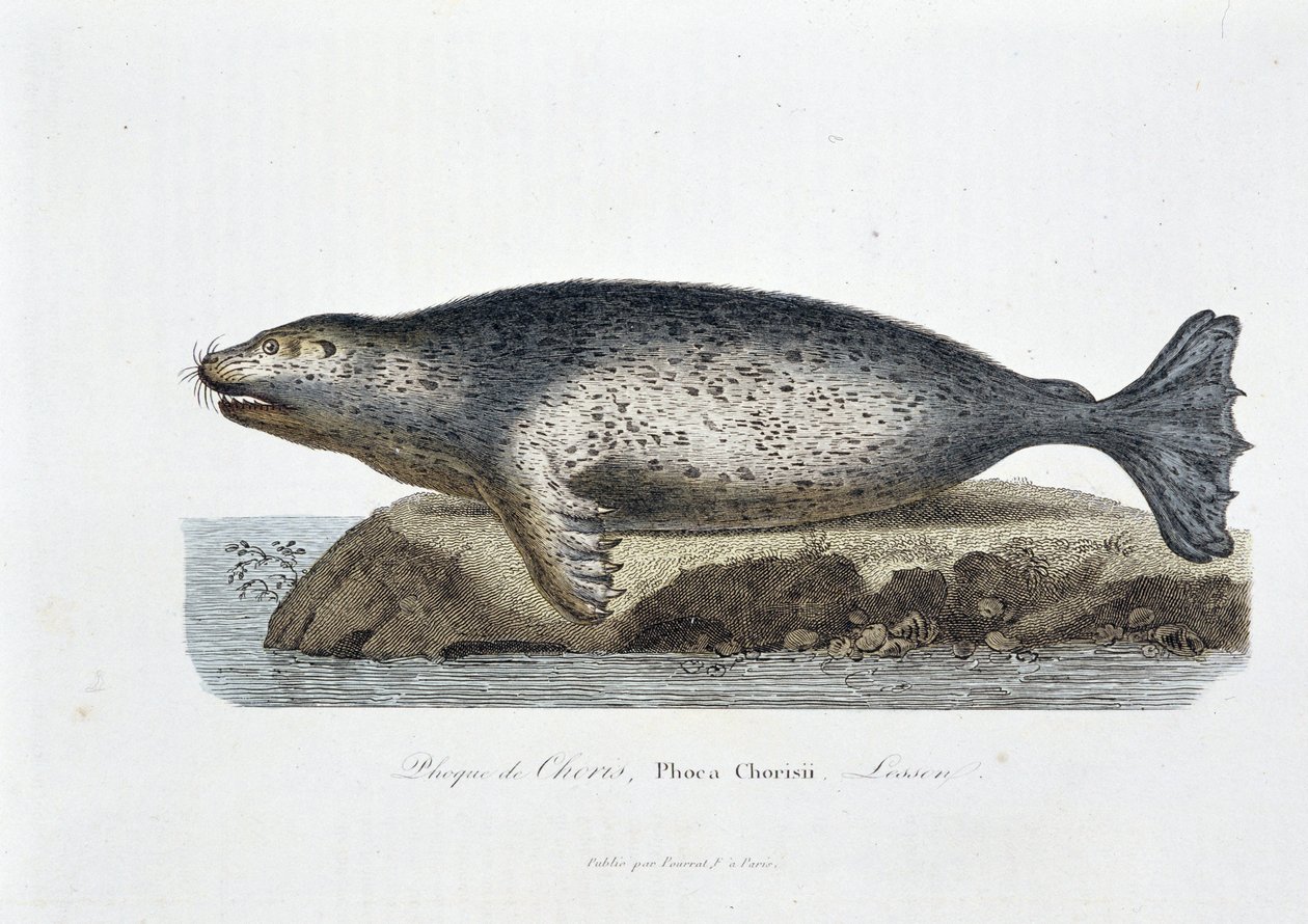 Naturhistorisk tavla: Zoologisk tavla som visar sigillen av Choris, Phoca Chorisii, Lektion - i "" Works of Buffon"" av naturforskaren Georges Louis Leclerc, greve av Buffon (1707 - 1788). Gravyr från 1837. av Georges Louis Leclerc