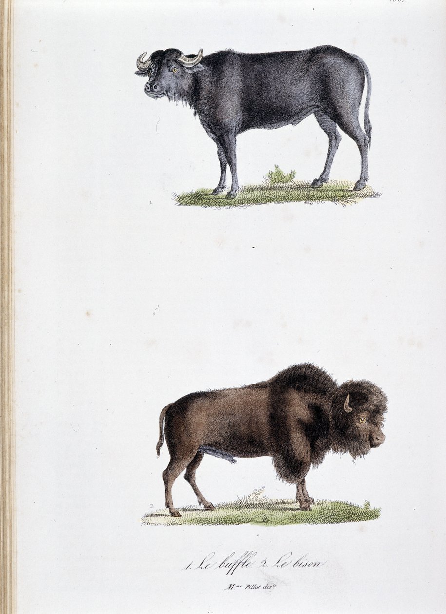 Naturhistorisk styrelse: Zoologisk styrelse som representerar 1. Buffalo och två. Le bison - i "" Works complete of Buffon"" av naturforskaren Georges Louis Leclerc, greve av Buffon (1707 - 1788). Gravyr från 1837. av Georges Louis Leclerc