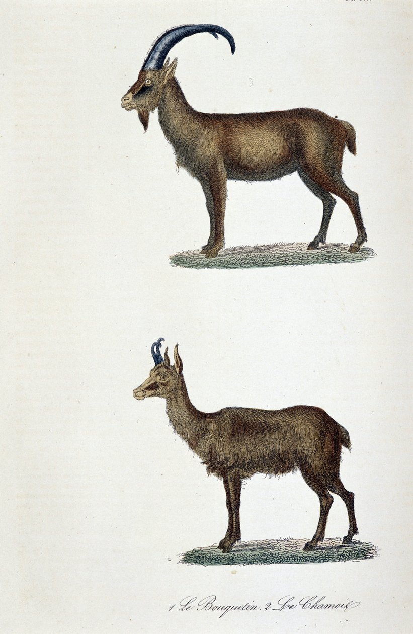 Naturhistorisk styrelse: Zoologisk styrelse som representerar 1. Ibex och 2. Le Chamois - i "" Completes de Buffon"" av naturforskaren Georges Louis Leclerc, greve av Buffon (1707 - 1788). Gravyr från 1837. av Georges Louis Leclerc