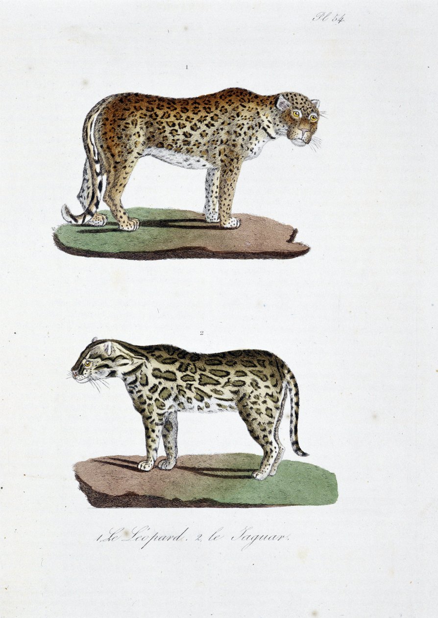 Naturhistorisk styrelse: Zoologisk styrelse som representerar 1. Leoparden och 2. Le Jaguar - i "" Complete Works of Buffon"" av naturforskaren Georges Louis Leclerc, greve av Buffon (1707 - 1788). Gravyr från 1837. av Georges Louis Leclerc