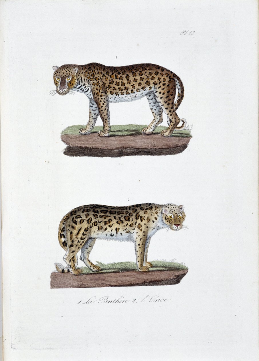Naturhistorisk styrelse: Zoologisk styrelse som representerar 1. The Panghere och 2. L
