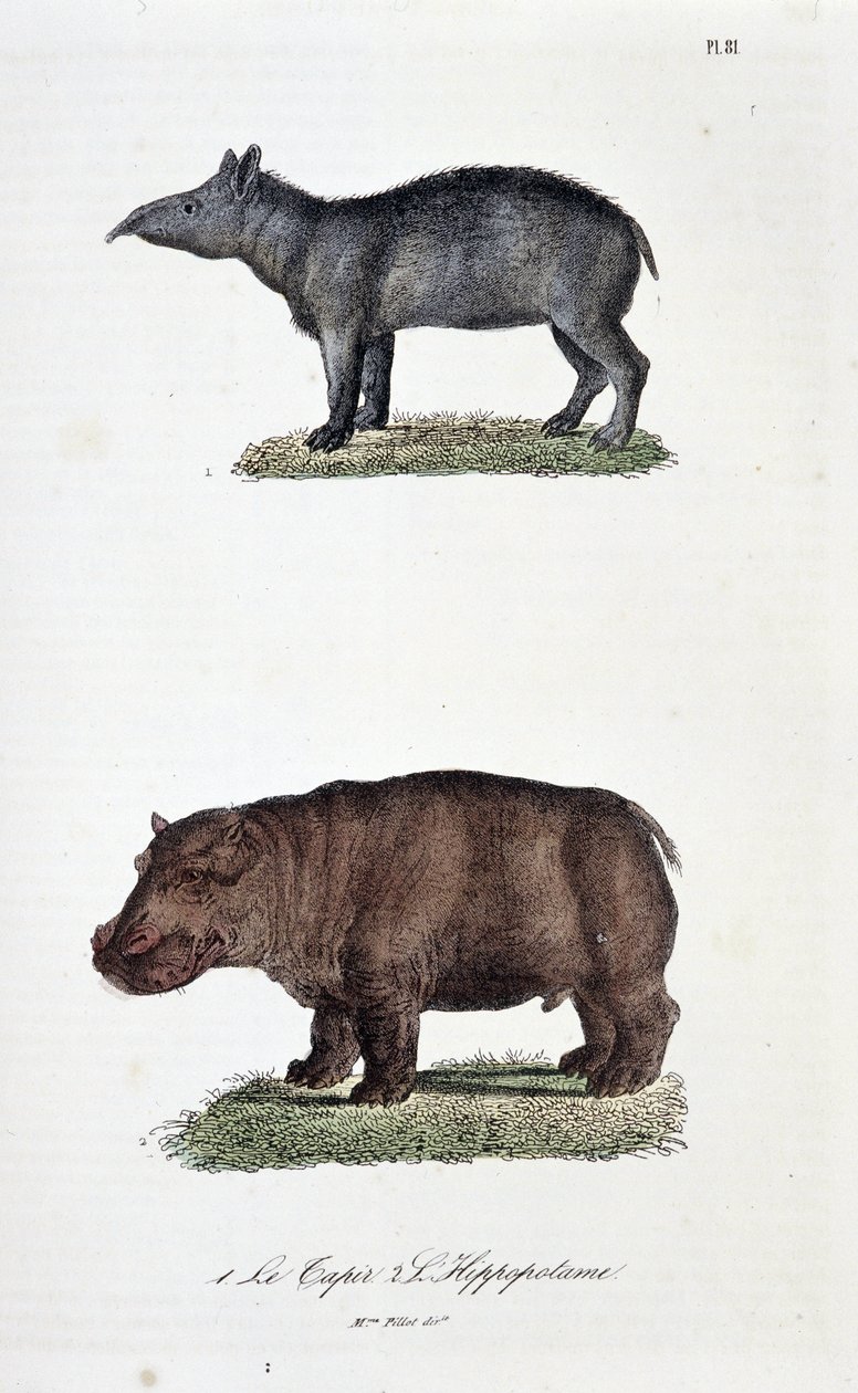 Naturhistorisk styrelse: Zoologisk styrelse som representerar 1. Tapirerna och 2. L