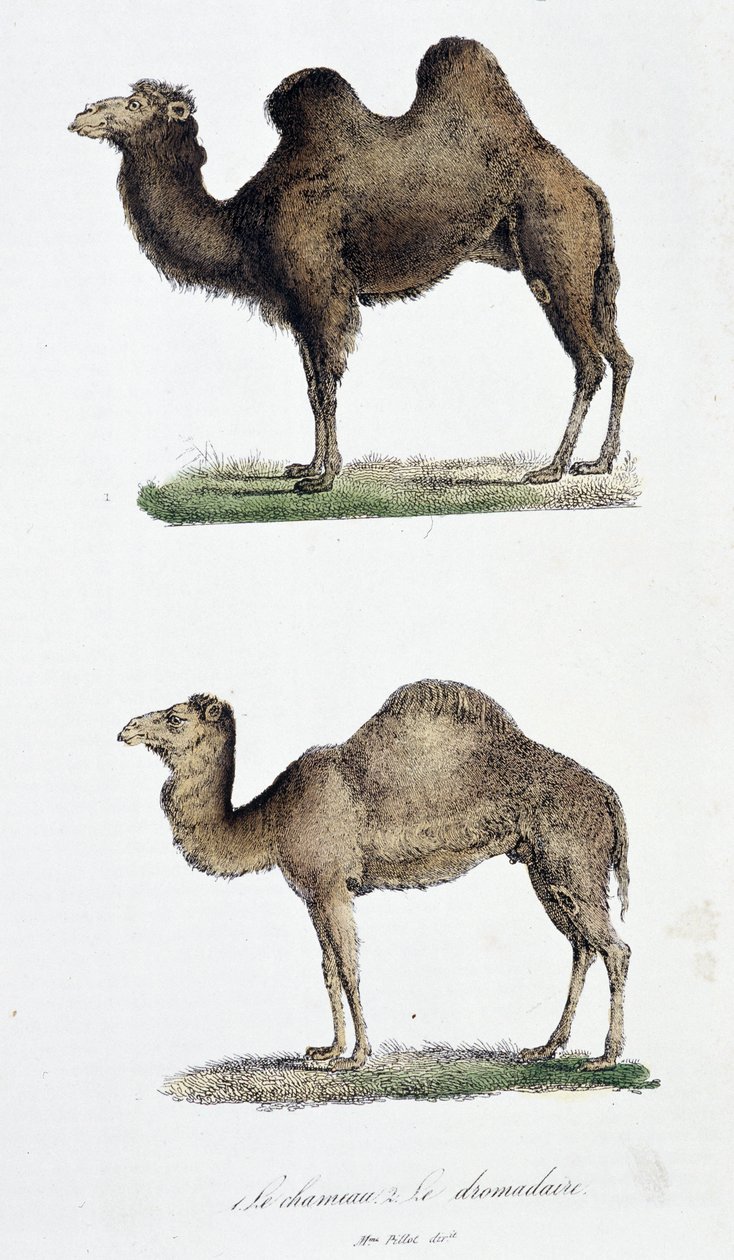 Naturhistorisk styrelse: Zoologisk styrelse som representerar 1. Kamelen och två. Le dromedaire - i "" Works complete of Buffon"" av naturforskaren Georges Louis Leclerc, greve av Buffon (1707 - 1788). Gravyr från 1837. av Georges Louis Leclerc
