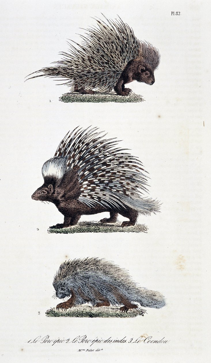 Naturhistorisk styrelse: Zoologisk styrelse som representerar 1. Det episka fläsket, 2. Det episka fläsket i Indien och 3. Le Coendou - i "" Complete Works of Buffon"" av naturforskaren Georges Louis Leclerc, greve av Buffon (1707 - 1788). Gravyr från 1837 av Georges Louis Leclerc