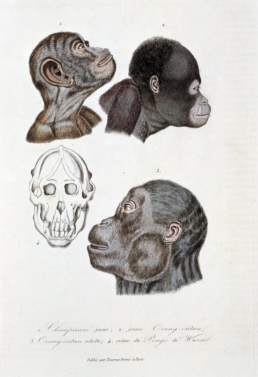 Naturhistorisk styrelse: Zoologisk styrelse som representerar 1. Ung schimpans; 2. ung Orangoutan (orang-utang, orangoutang, orang-utang); 3. Orang ut en vuxen; 4. Crane du Pongo de Wurmb - i "" Complete Works of Buffon"" av naturforskaren Georges Louis Le av Georges Louis Leclerc