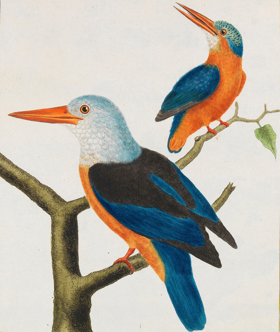 Naturhistoria. Fåglar. Upplysta plåtar, 1766-1782. av Georges Louis Leclerc de Buffon
