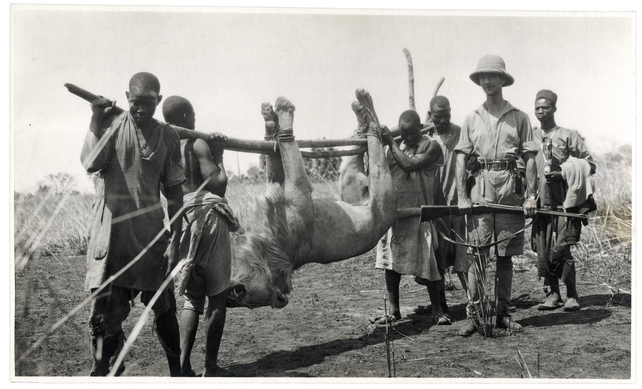 Lejon vid Bahr el Ghazal, Am Dafok, 1925 (silvertryck av gelatin) av Georges Marie Haardt