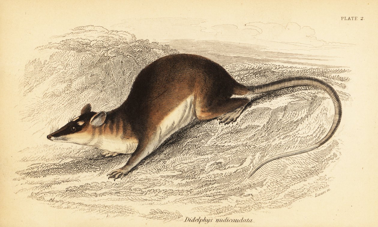 Brun fyrögd opossum, Metachirus nudicaudatus. ,1841 (gravyr) av Georges Robert Waterhouse