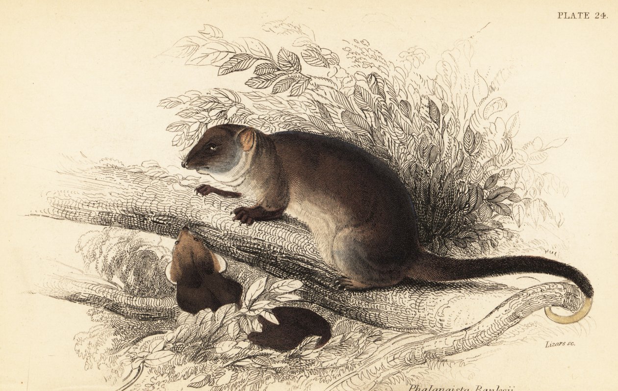 Jag kan se den vanliga ringstjärten, Pseudocheirus peregrinus. ,1841 (gravyr) av Georges Robert Waterhouse