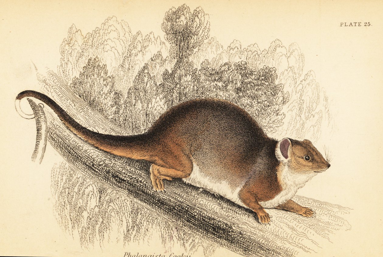 Jag kan se den vanliga ringstjärten, Pseudocheirus peregrinus. , 1841 (gravyr) av Georges Robert Waterhouse