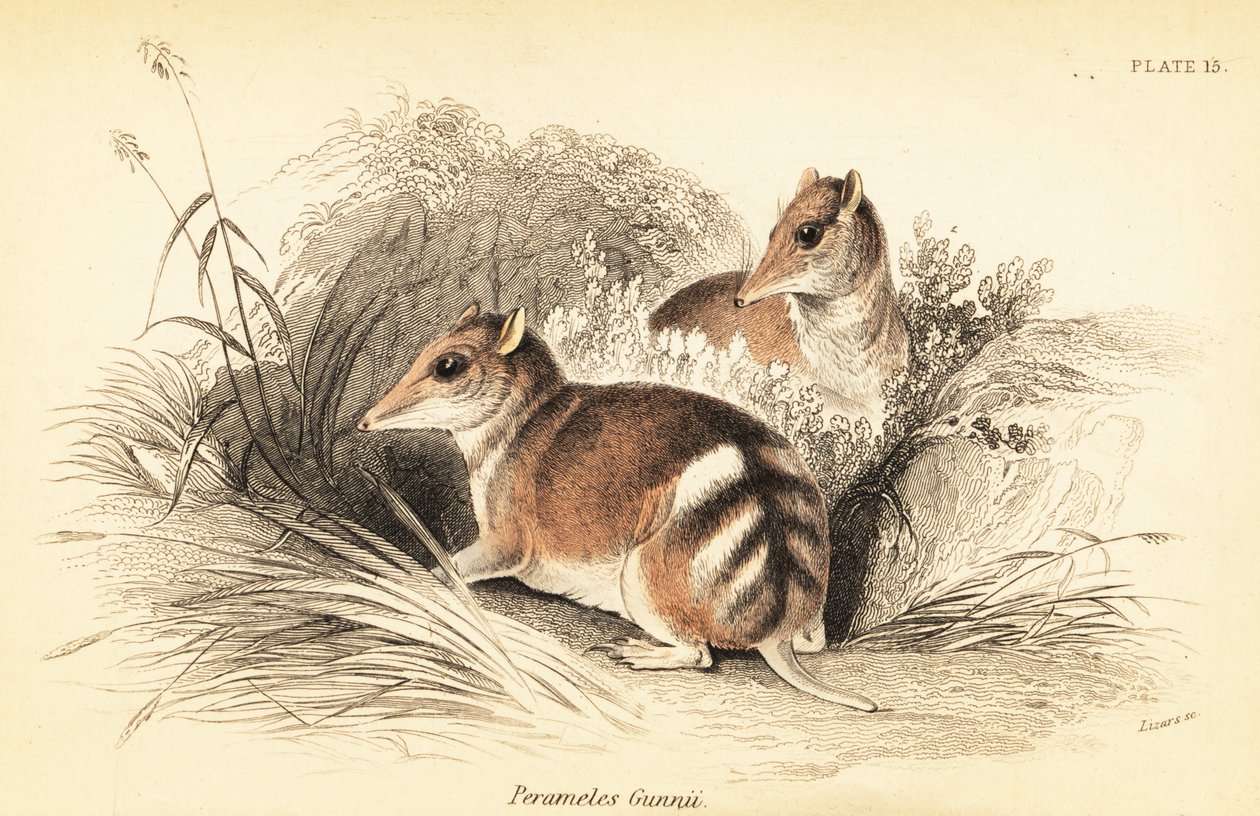Östlig bommad bandicoot, Perameles gunnii., 1841 (gravyr) av Georges Robert Waterhouse