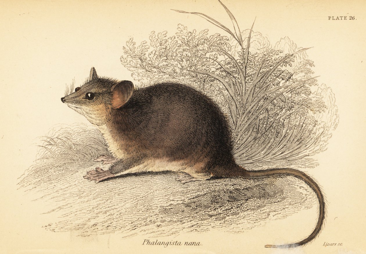 Östra pygmépossum, Cercartetus nanus., 1841 (gravyr) av Georges Robert Waterhouse