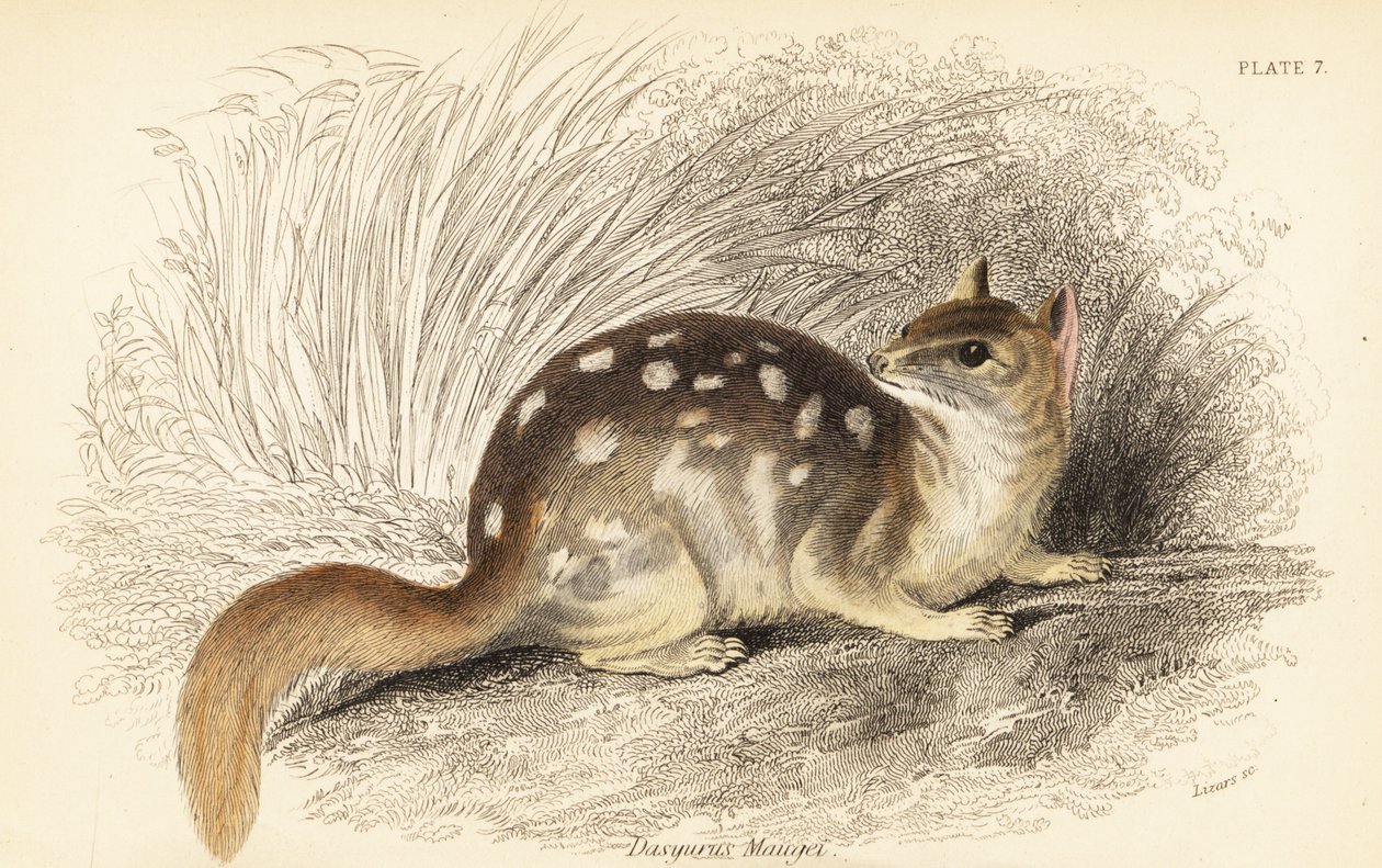 Östra quoll, Dasyurus tvättbjörn. Utrotningshotad. , 1841 (gravyr) av Georges Robert Waterhouse