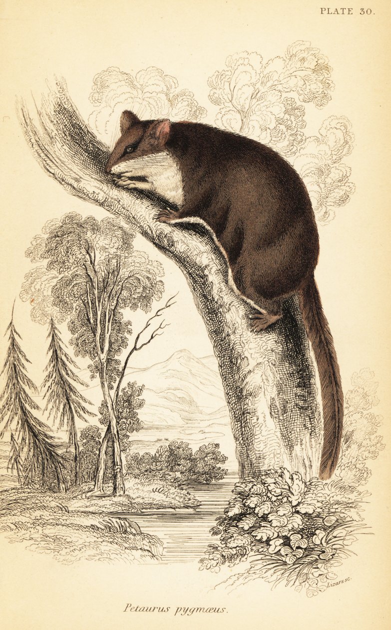 Feathertail glider, Acrobates pygmaeus. ,1841 (gravyr) av Georges Robert Waterhouse