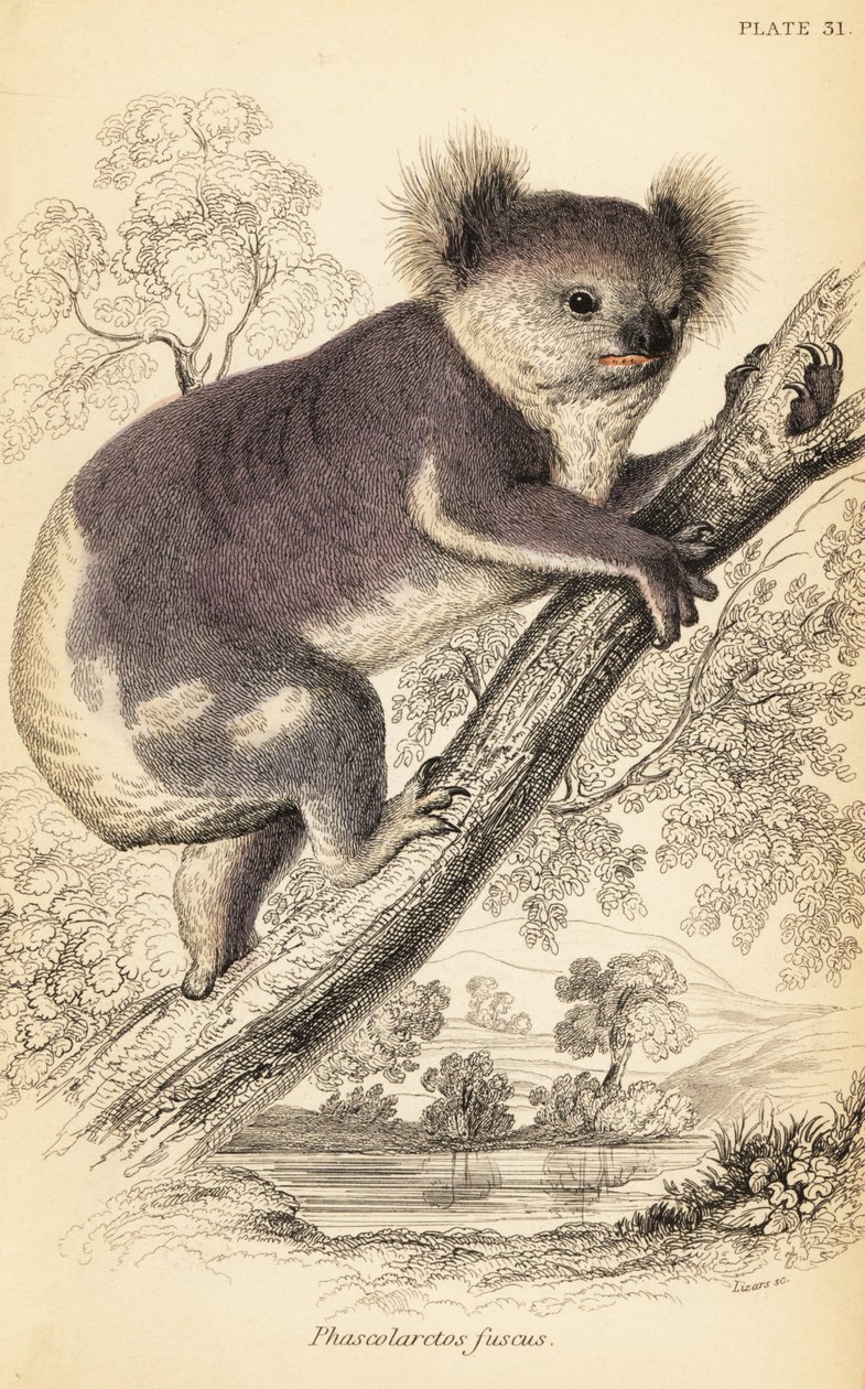 Koala, Phascolarctos cinereus., 1841 (gravyr) av Georges Robert Waterhouse
