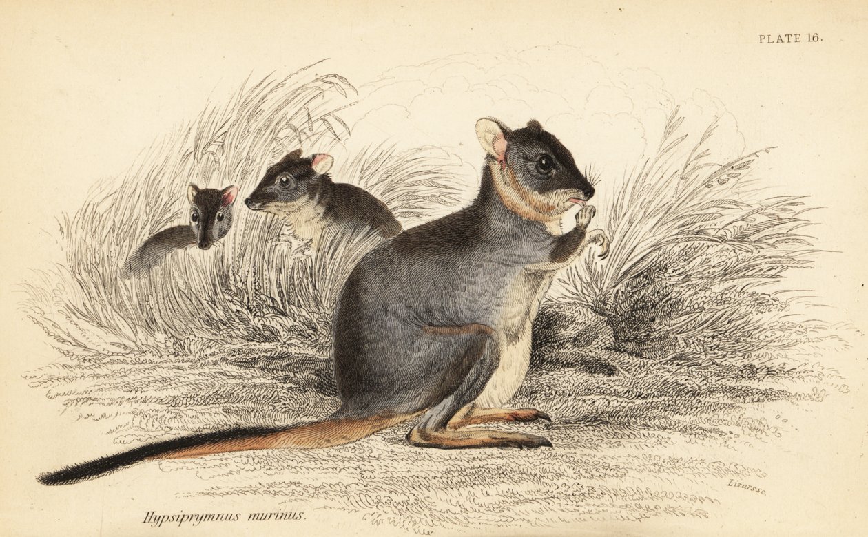 Långfotad potoro, Potorous longipes. Vulnerable., 1841 (gravyr) av Georges Robert Waterhouse